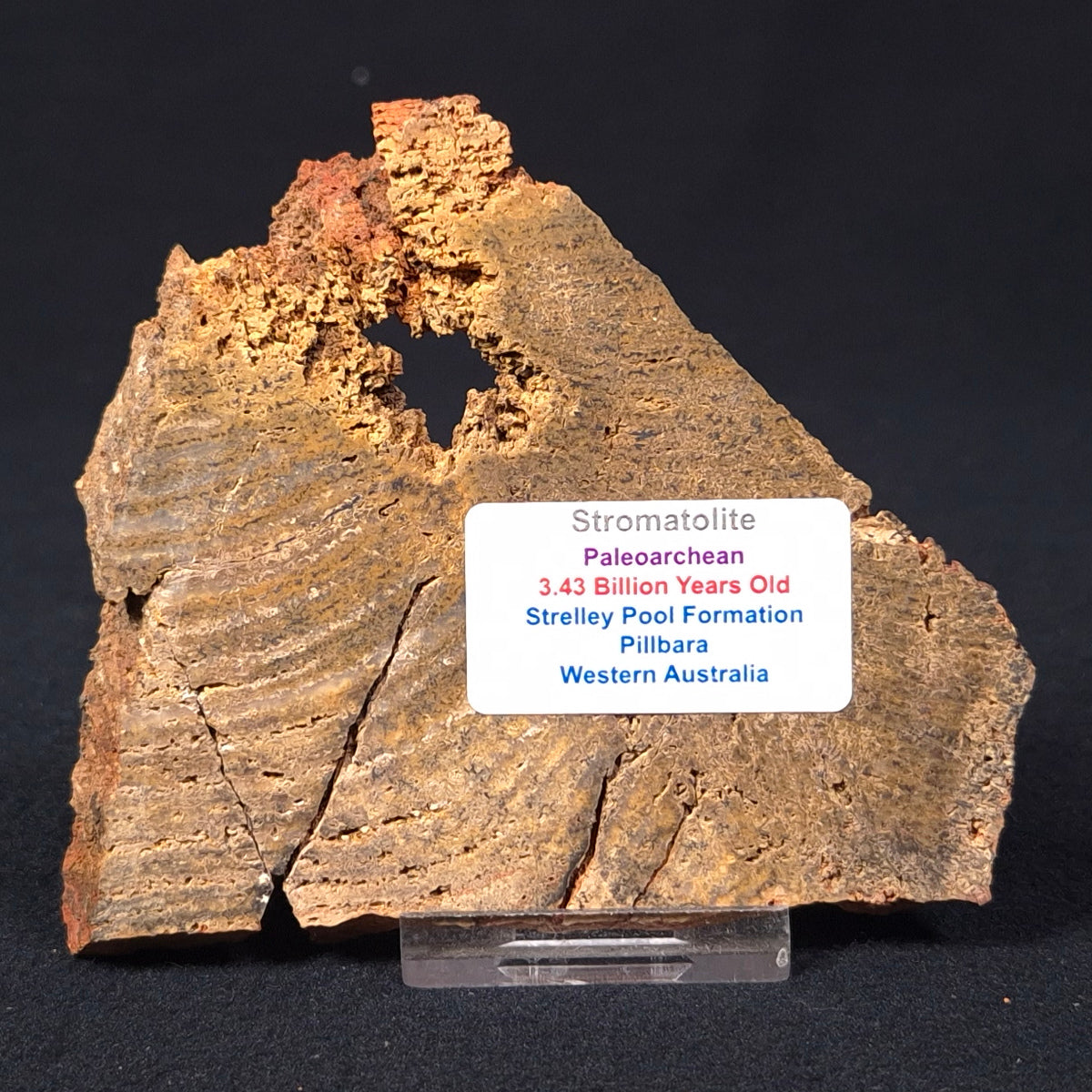 STROMATOLITE MICROBIAL MAT, Strelley Pool Formation, Archean, Australia ZSP009