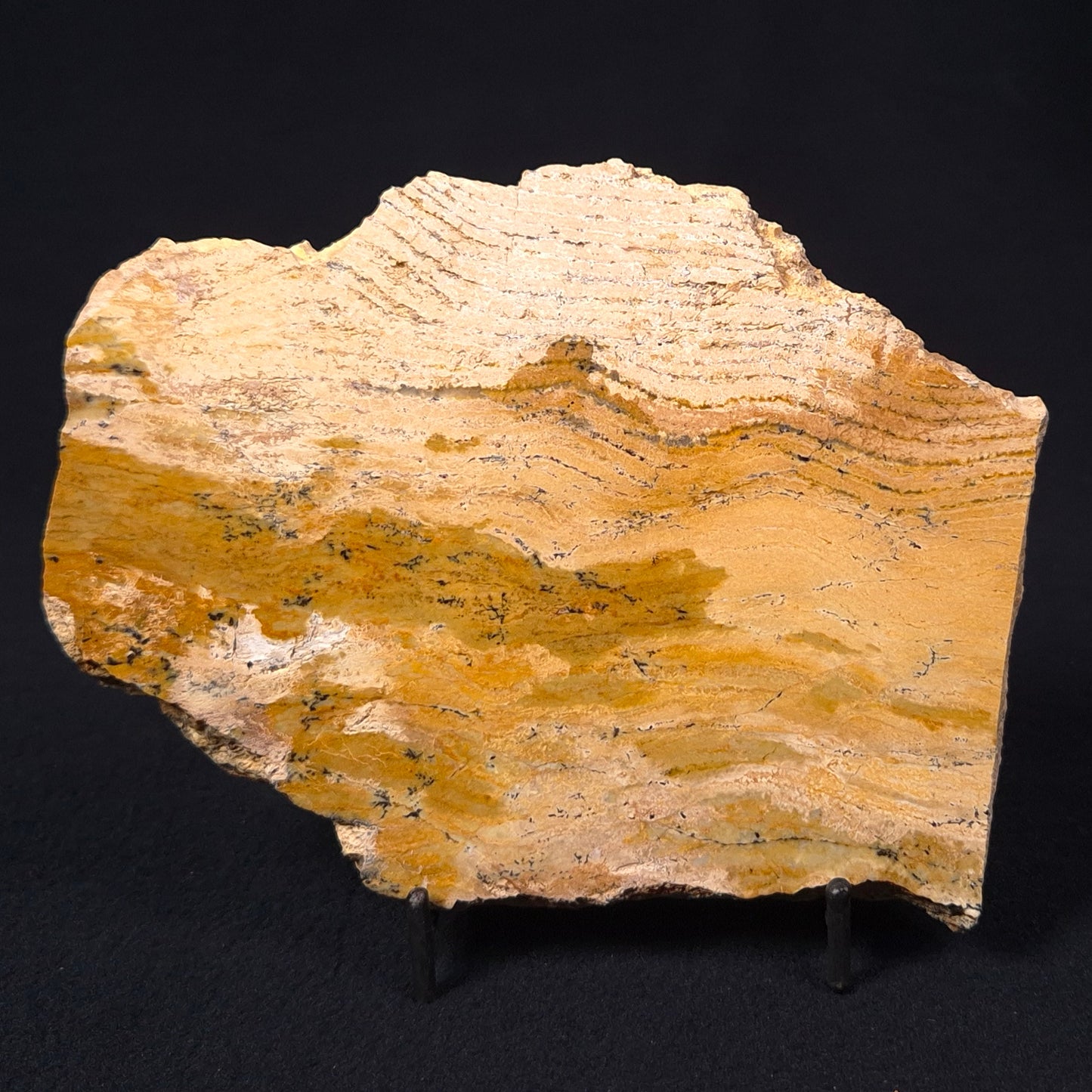 STROMATOLITE MICROBIAL MAT, Strelley Pool Formation, Archean, Australia ZSP010