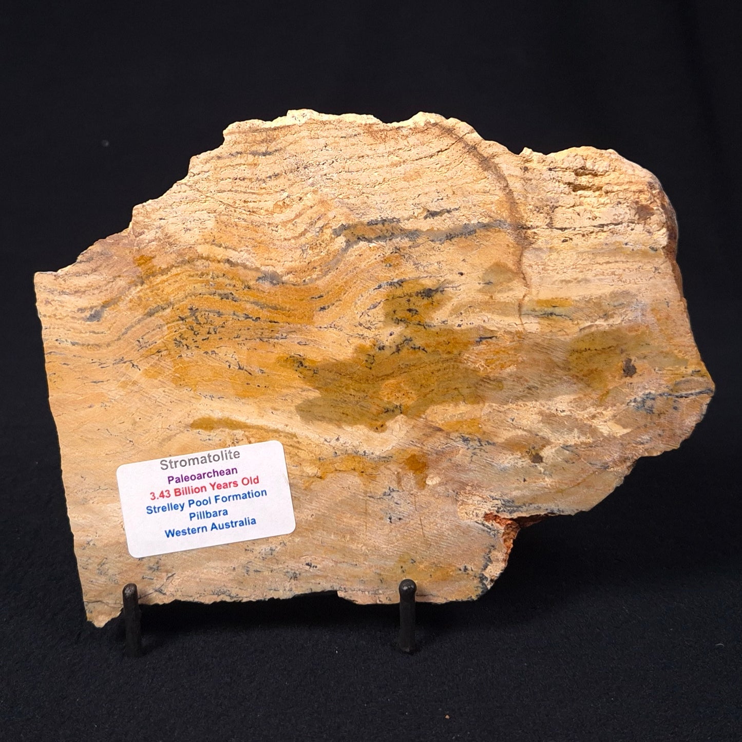 STROMATOLITE MICROBIAL MAT, Strelley Pool Formation, Archean, Australia ZSP010