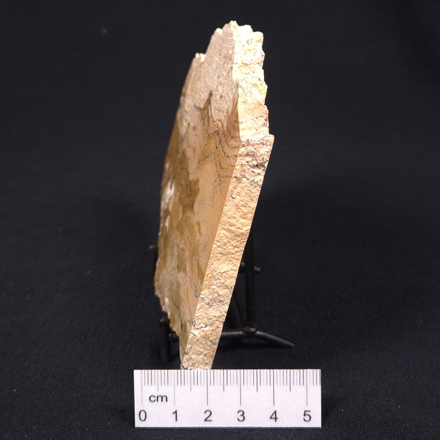 STROMATOLITE MICROBIAL MAT, Strelley Pool Formation, Archean, Australia ZSP010