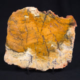 STROMATOLITE MICROBIAL MAT, Strelley Pool Formation, Archean, Australia ZSP011