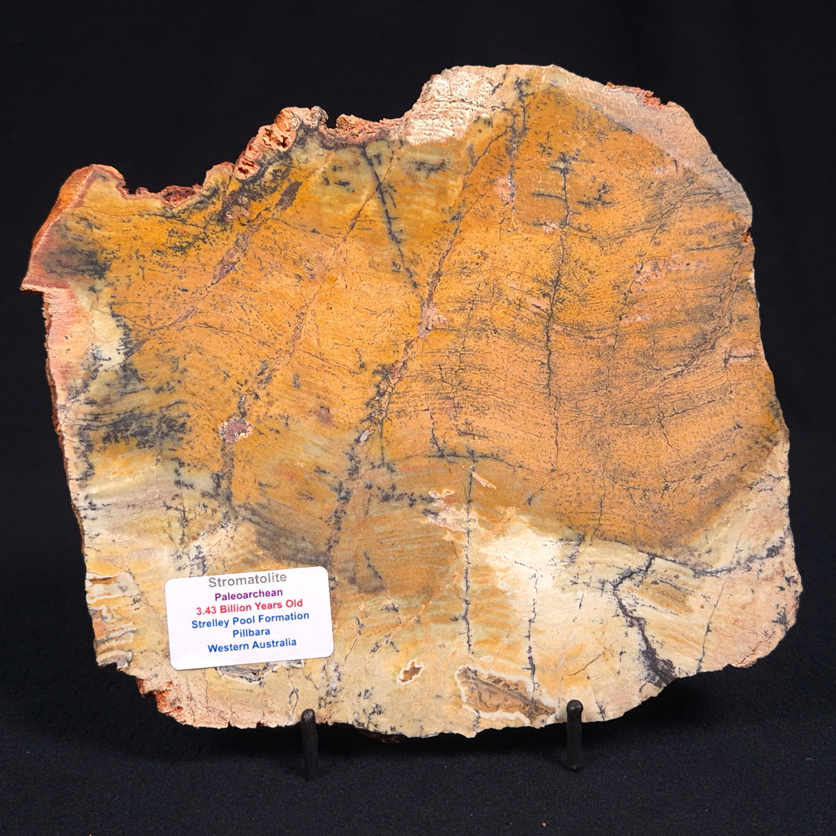 STROMATOLITE MICROBIAL MAT, Strelley Pool Formation, Archean, Australia ZSP011