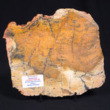 STROMATOLITE MICROBIAL MAT, Strelley Pool Formation, Archean, Australia ZSP011