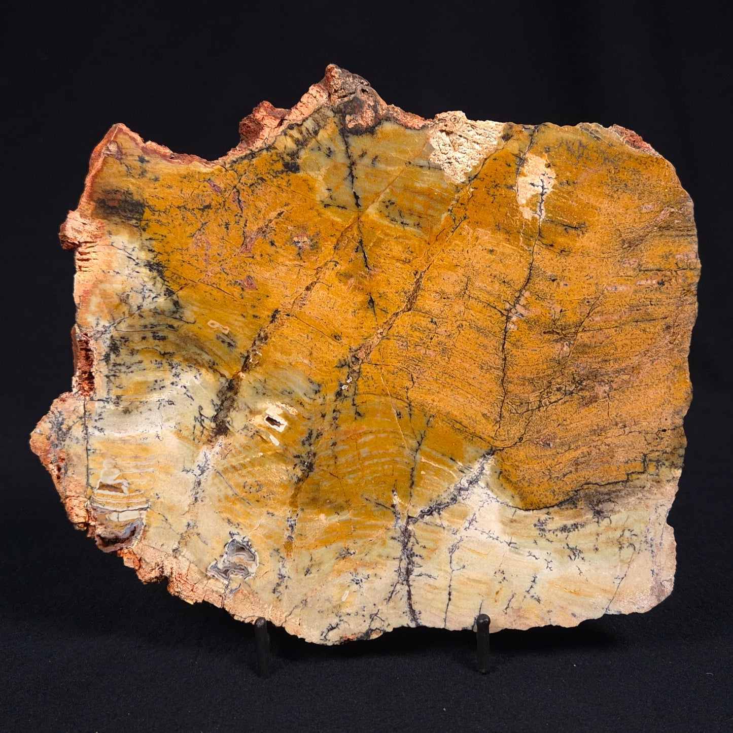 STROMATOLITE MICROBIAL MAT, Strelley Pool Formation, Archean, Australia ZSP012