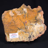 STROMATOLITE MICROBIAL MAT, Strelley Pool Formation, Archean, Australia ZSP012