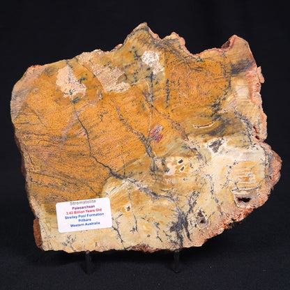 STROMATOLITE MICROBIAL MAT, Strelley Pool Formation, Archean, Australia ZSP012