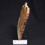 STROMATOLITE MICROBIAL MAT, Strelley Pool Formation, Archean, Australia ZSP012