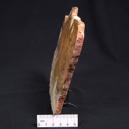 STROMATOLITE MICROBIAL MAT, Strelley Pool Formation, Archean, Australia ZSP012