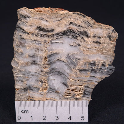 STROMATOLITE, Lower Proterozoic, Australia ZMG001