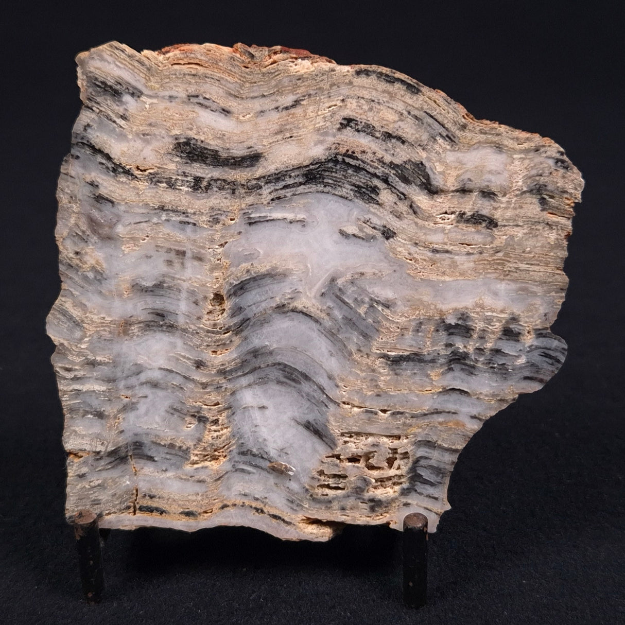 MOUNT MCGRATH STROMATOLITE, Lower Proterozoic, Australia ZMG001