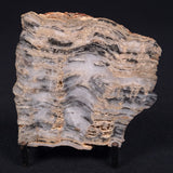 MOUNT MCGRATH STROMATOLITE, Lower Proterozoic, Australia ZMG001