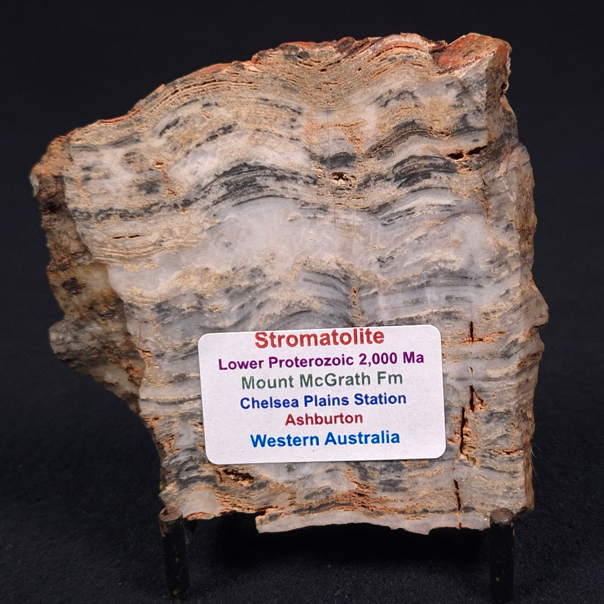 MOUNT MCGRATH STROMATOLITE, Lower Proterozoic, Australia ZMG001