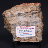 MOUNT MCGRATH STROMATOLITE, Lower Proterozoic, Australia ZMG001