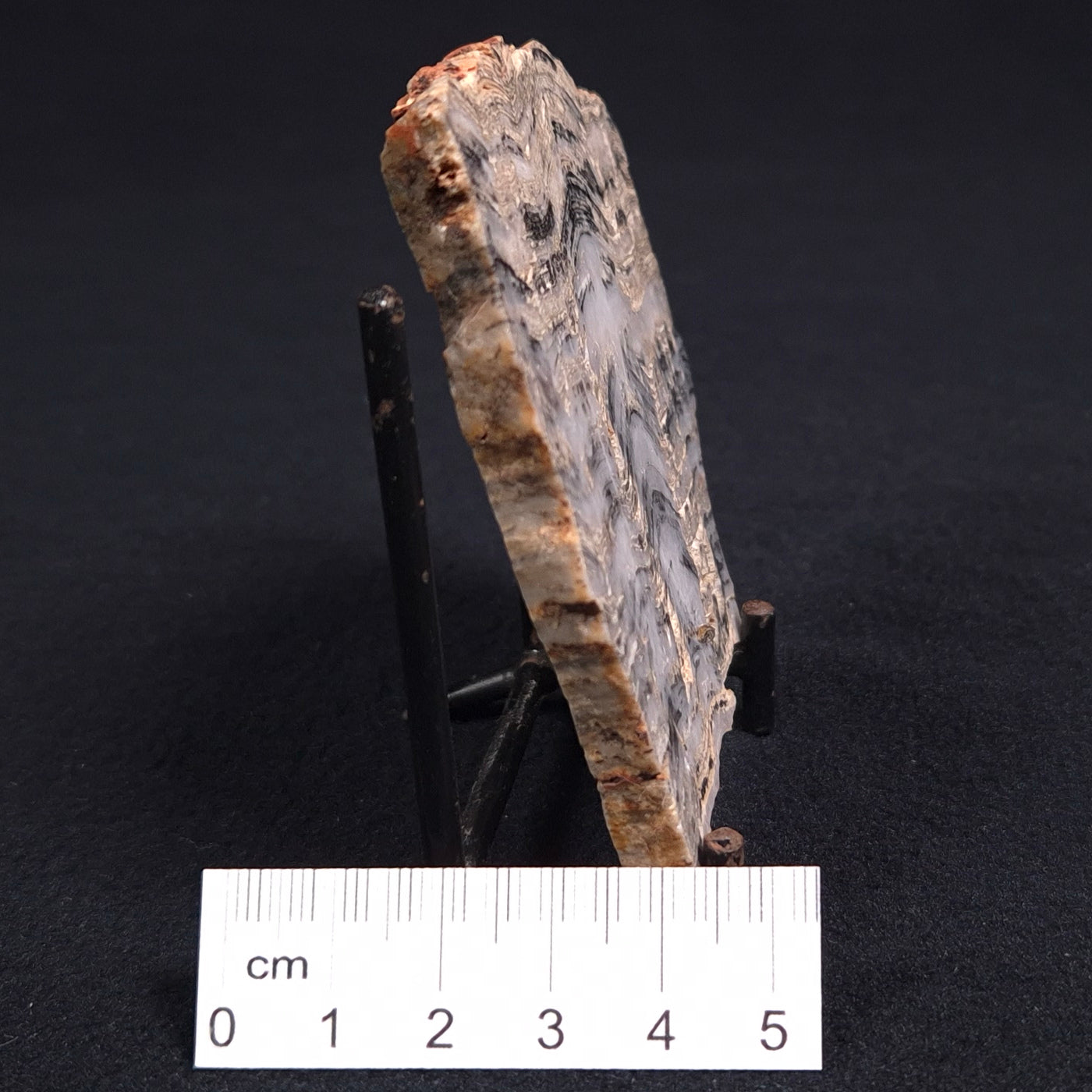 STROMATOLITE, Lower Proterozoic, Australia ZMG001