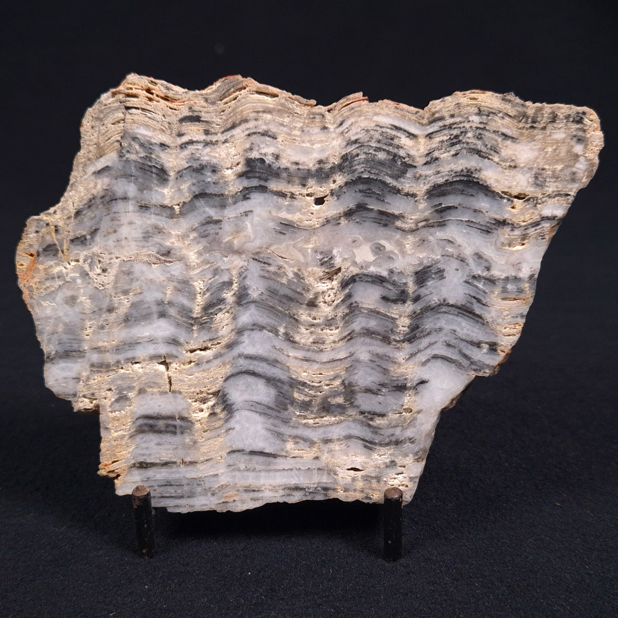 MOUNT MCGRATH STROMATOLITE, Lower Proterozoic, Australia ZMG002