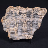 MOUNT MCGRATH STROMATOLITE, Lower Proterozoic, Australia ZMG002