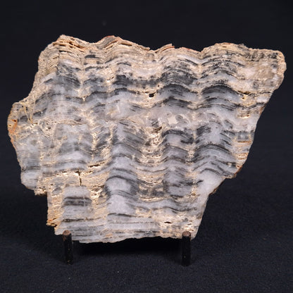 STROMATOLITE, Lower Proterozoic, Australia ZMG002