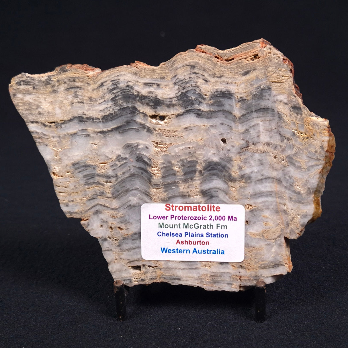 MOUNT MCGRATH STROMATOLITE, Lower Proterozoic, Australia ZMG002