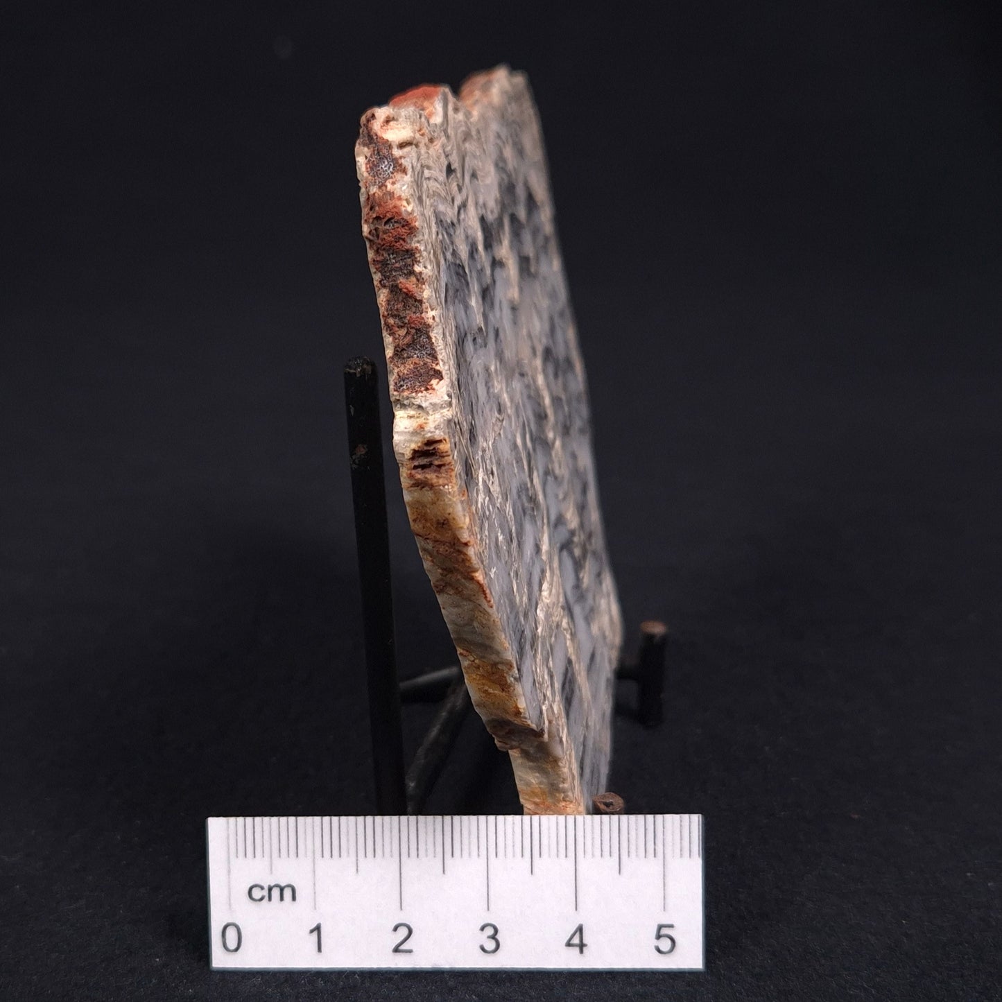 STROMATOLITE, Lower Proterozoic, Australia ZMG002