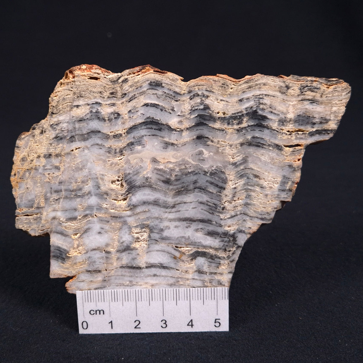MOUNT MCGRATH STROMATOLITE, Lower Proterozoic, Australia ZMG003