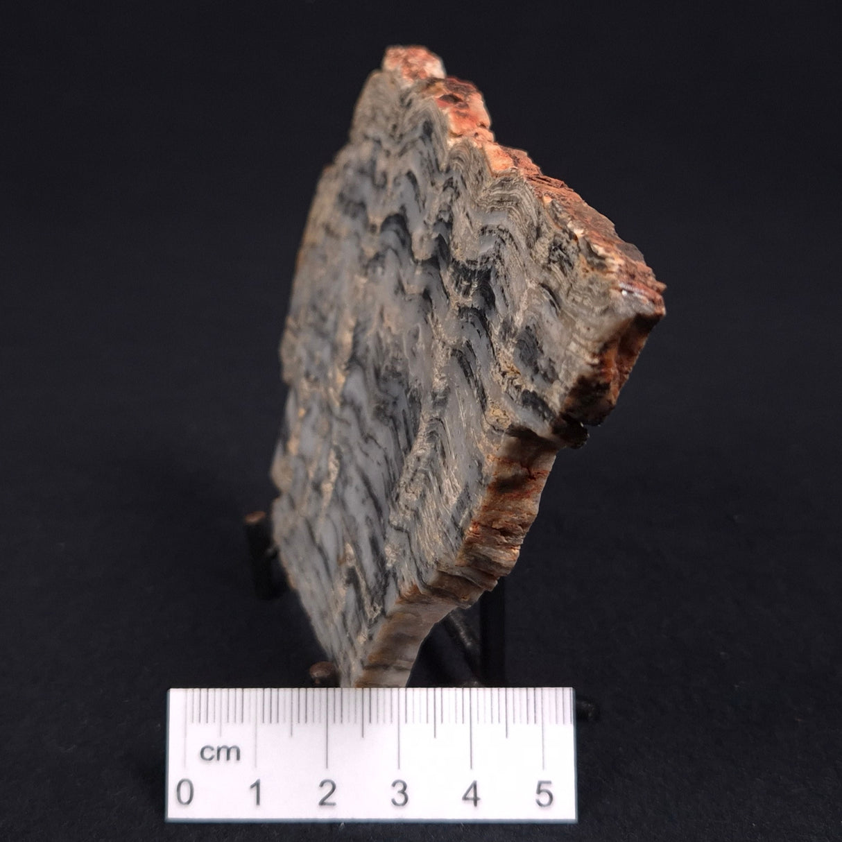 MOUNT MCGRATH STROMATOLITE, Lower Proterozoic, Australia ZMG003