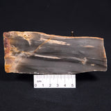 MOUNT MCGRATH STROMATOLITE, Lower Proterozoic, Australia ZMG005