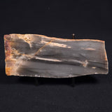 MOUNT MCGRATH STROMATOLITE, Lower Proterozoic, Australia ZMG005