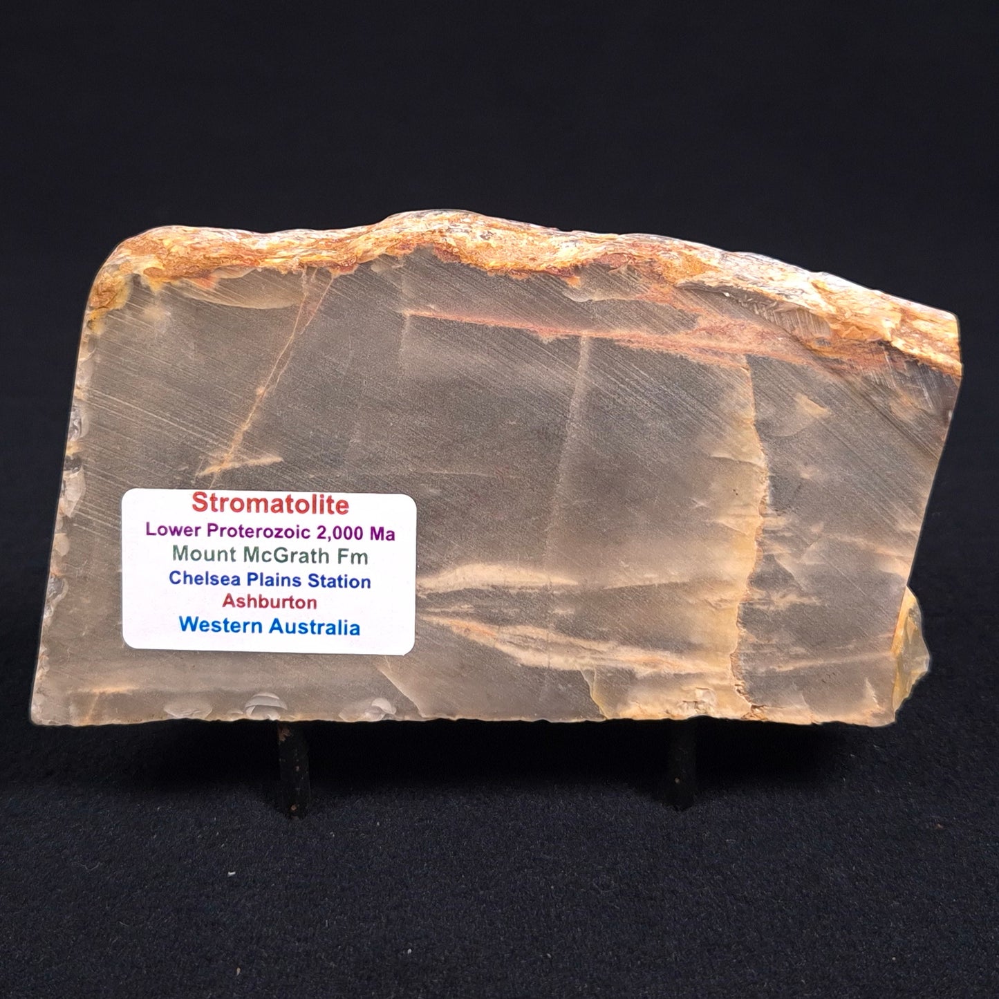 MOUNT MCGRATH STROMATOLITE, Lower Proterozoic, Australia ZMG004