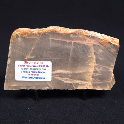 MOUNT MCGRATH STROMATOLITE, Lower Proterozoic, Australia ZMG004