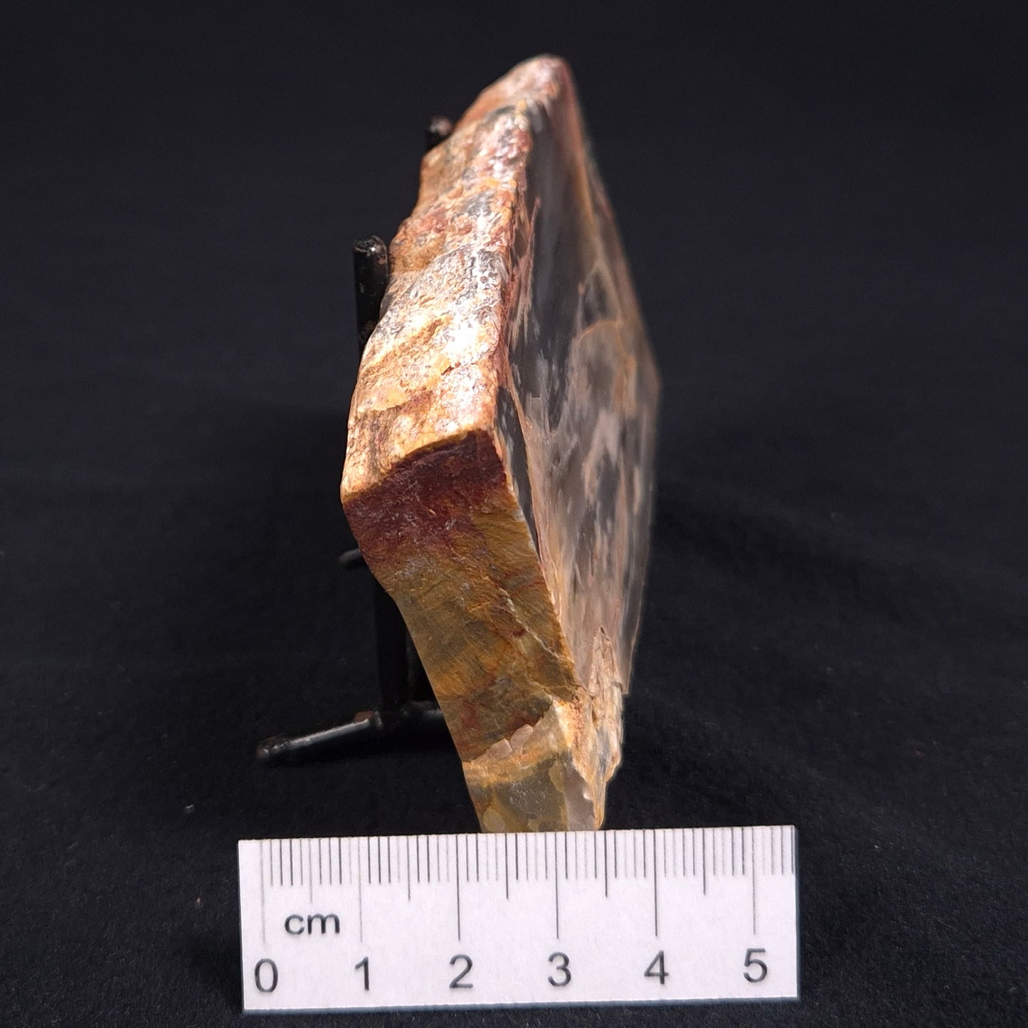 MOUNT MCGRATH STROMATOLITE, Lower Proterozoic, Australia ZMG004