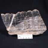 MOUNT MCGRATH STROMATOLITE, Lower Proterozoic, Australia ZMG006