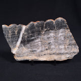 MOUNT MCGRATH STROMATOLITE, Lower Proterozoic, Australia ZMG006