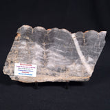 MOUNT MCGRATH STROMATOLITE, Lower Proterozoic, Australia ZMG006