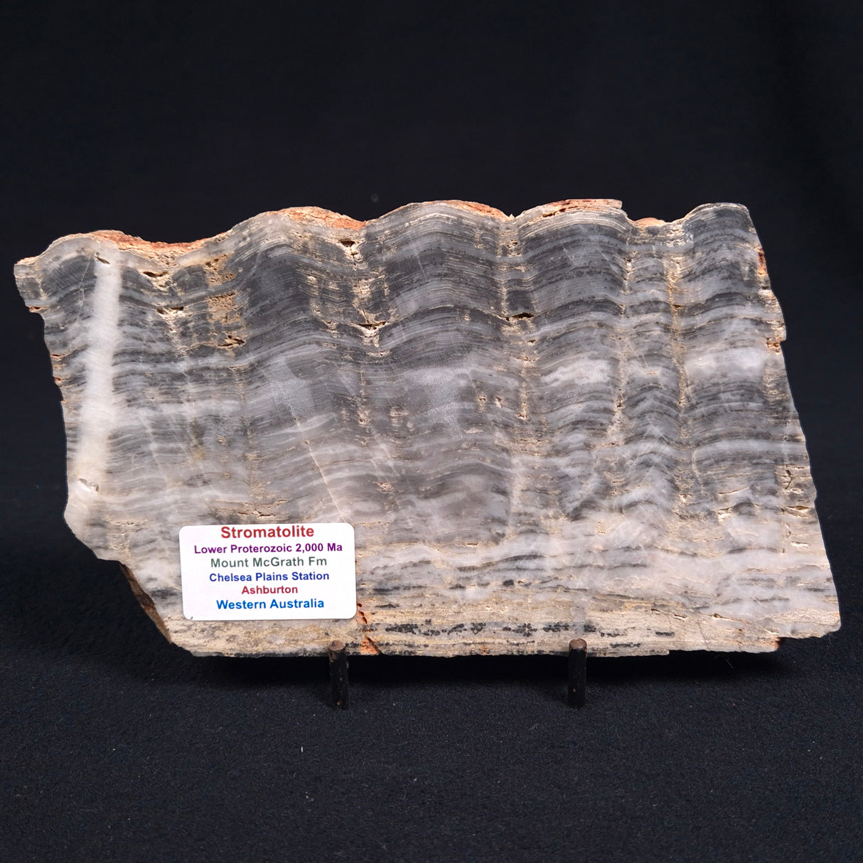 MOUNT MCGRATH STROMATOLITE, Lower Proterozoic, Australia ZMG007