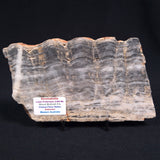 MOUNT MCGRATH STROMATOLITE, Lower Proterozoic, Australia ZMG007