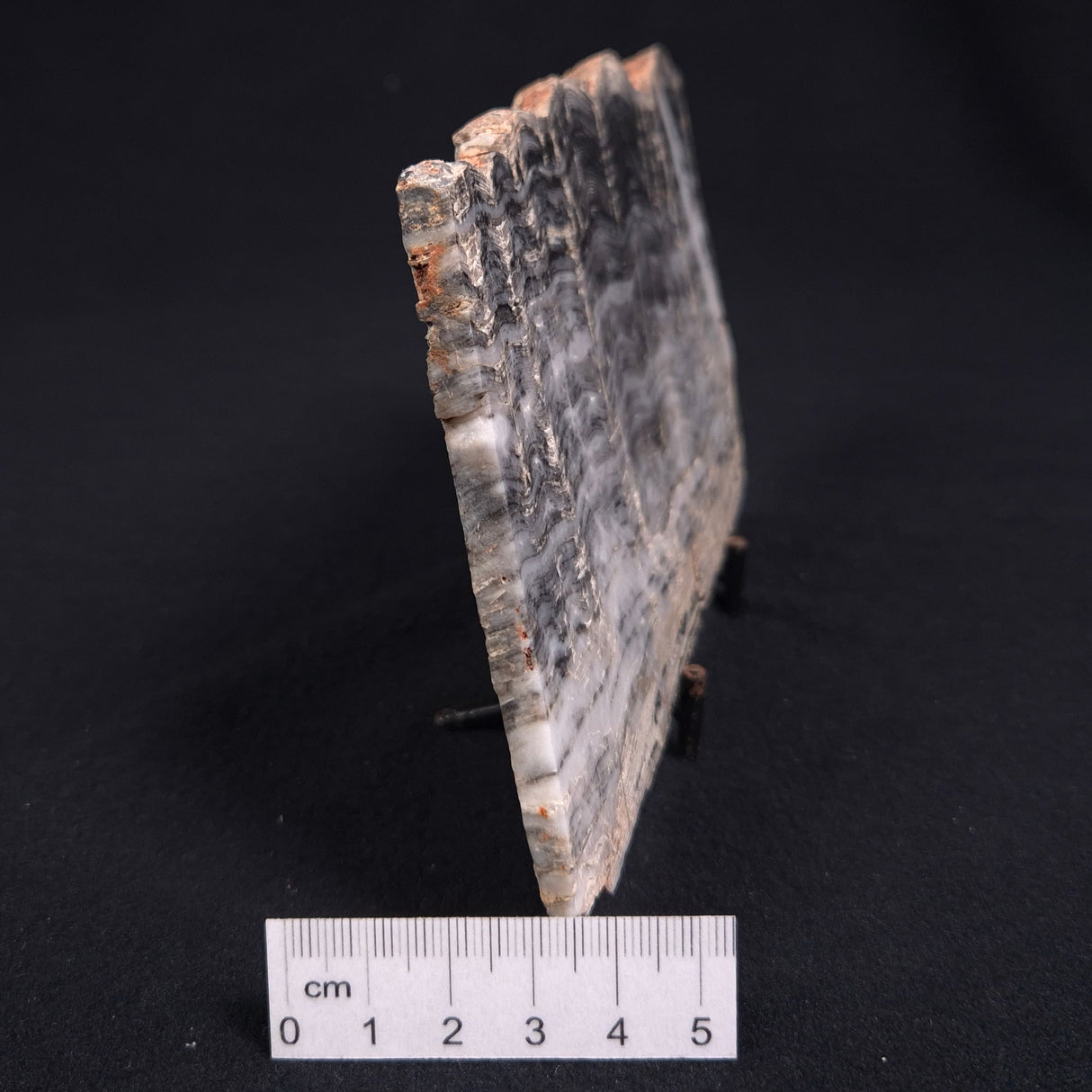 MOUNT MCGRATH STROMATOLITE, Lower Proterozoic, Australia ZMG007