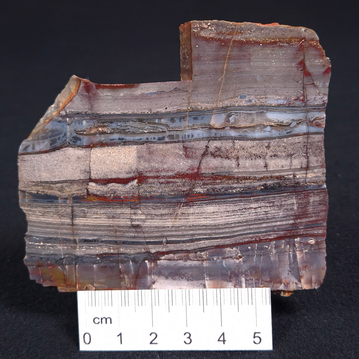 STROMATOLITE, Jerrinah Formation, Proterozoic, Australia ZJF014