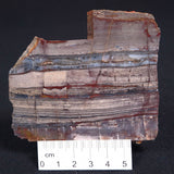 STROMATOLITE, Jerrinah Formation, Proterozoic, Australia ZJF014