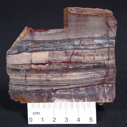 STROMATOLITE, Jerrinah Formation, Proterozoic, Australia ZJF014