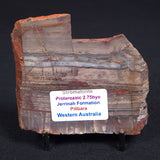 STROMATOLITE, Jerrinah Formation, Proterozoic, Australia ZJF014