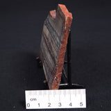 STROMATOLITE, Jerrinah Formation, Proterozoic, Australia ZJF014