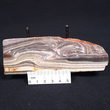 STROMATOLITE, Jerrinah Formation, Proterozoic, Australia ZJF015