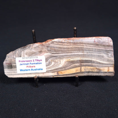 STROMATOLITE, Jerrinah Formation, Proterozoic, Australia ZJF015