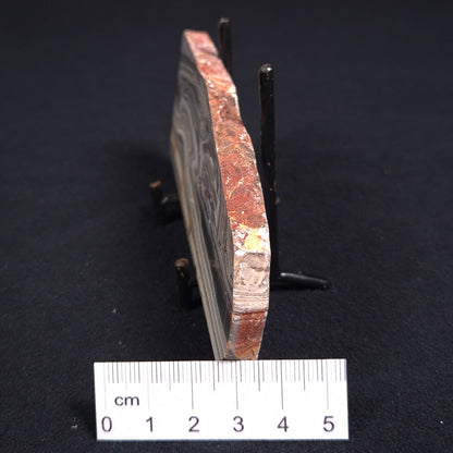 STROMATOLITE, Jerrinah Formation, Proterozoic, Australia ZJF015