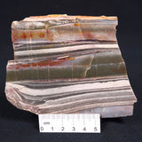 STROMATOLITE, Jerrinah Formation, Proterozoic, Australia ZJF016