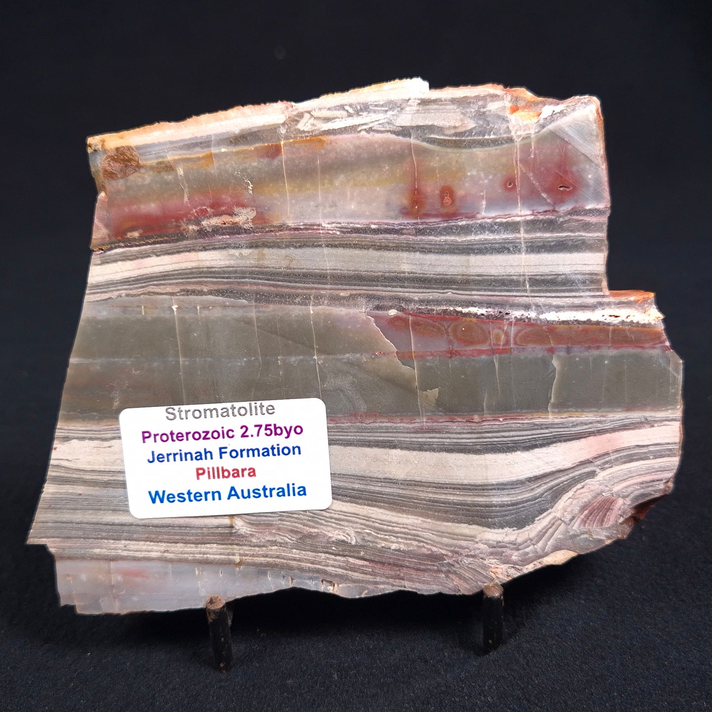 STROMATOLITE, Jerrinah Formation, Proterozoic, Australia ZJF016