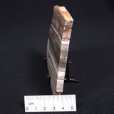STROMATOLITE, Jerrinah Formation, Proterozoic, Australia ZJF016
