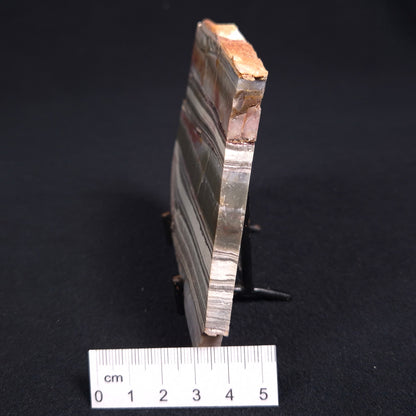 STROMATOLITE, Jerrinah Formation, Proterozoic, Australia ZJF016