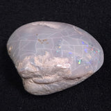 OPAL SHELL CYRENOPSIS sp. Cretaceous, Australia YOS001
