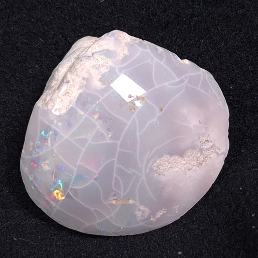 OPAL SHELL CYRENOPSIS sp. Cretaceous, Australia YOS001
